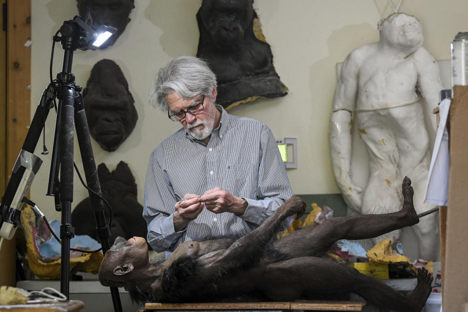 Paleoartist John Gurche works on reconstruction of Lucy, an Australopithecus afarensis female hominin, at his studio in Trumansburg, N.Y., Wednesday, May 31, 2023. (AP Photo/Heather Ainsworth)