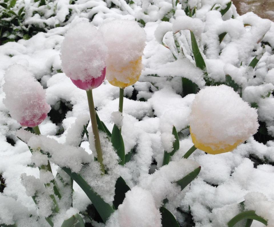 Snow covers spring flowers in Denver on Monday, May 12, 2014. A spring storm that has brought over a foot of snow to parts of Colorado, Wyoming and Nebraska and thunderstorms and tornadoes to the Midwest was slowing down travelers and left some without power Monday morning. (AP Photo/Ed Andrieski)