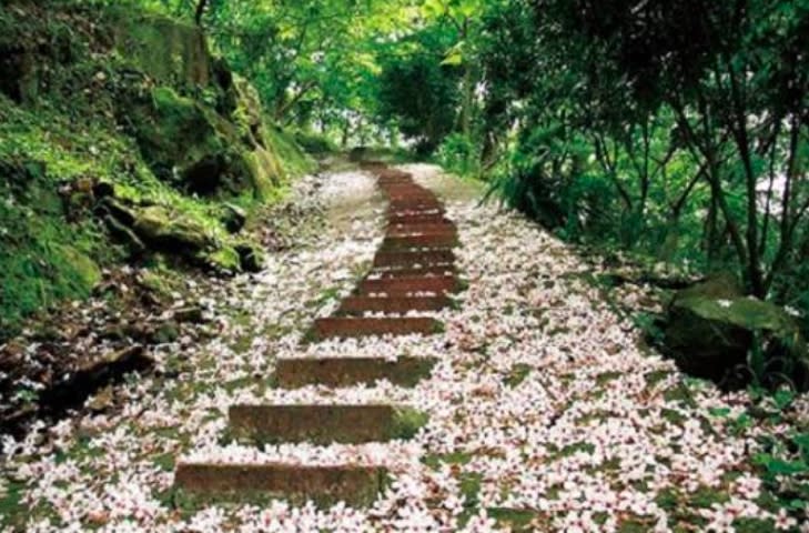 苗栗縣四月雪小徑油桐花灑滿步道。圖：取自客家桐花季官網