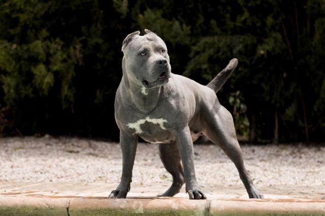 Britain to ban American XL bully dogs by the end of the year