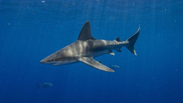 Shark swimming off coast of Florida