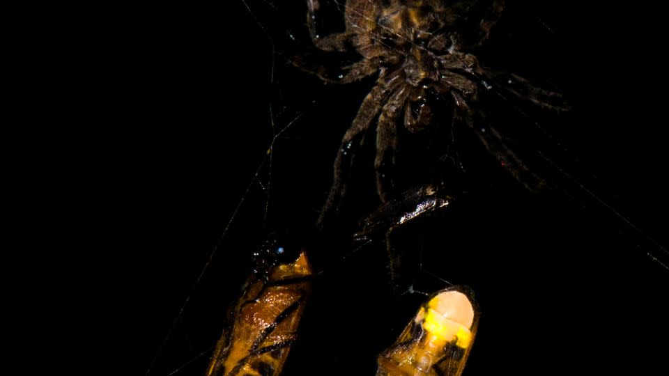 Eine Spinne webt Kugeln mit zwei gefangenen männlichen Glühwürmchen. -Xinhua Fu