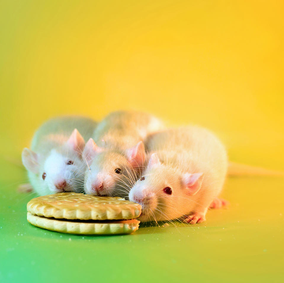 <p>Once they have explored the area, Diane gives them treats and cuddles, so that the rats slow down a little, allowing her to then photograph the rodents. (Diane Ozdamar/Caters News) </p>