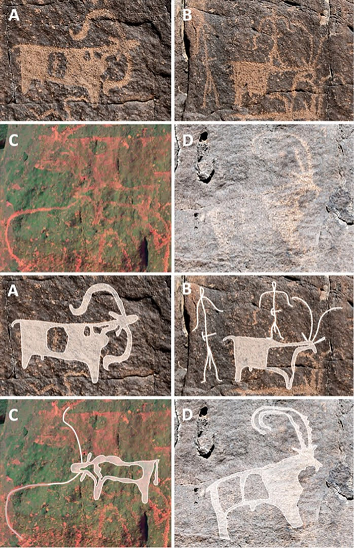We see 8 square images.  The top four consist of petroglyphs of sheep, goats, people, longhorn cattle and an ibex.  The bottom four are digital improvements of the top four.