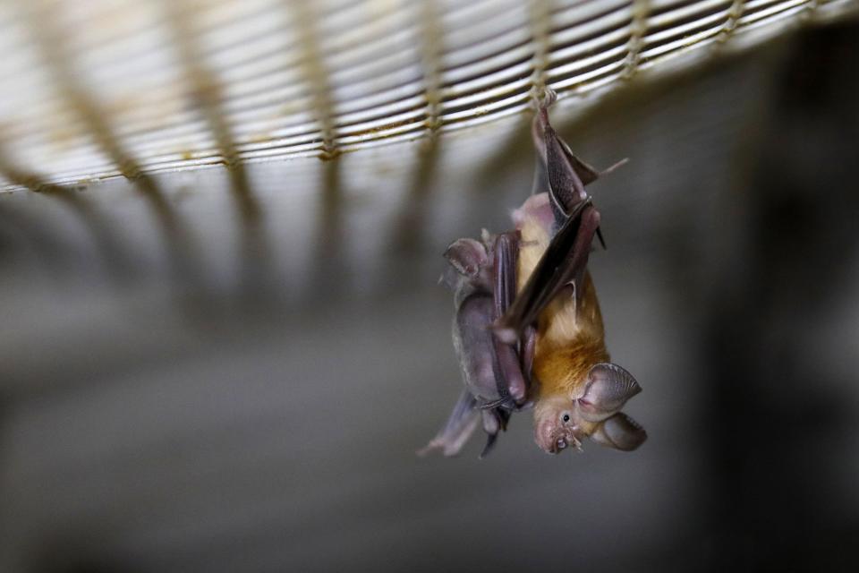 A horseshoe bat hangs from a net inside an abandoned Israeli army outpost next to the Jordan River in the occupied West Bank, on July 7, 2019.