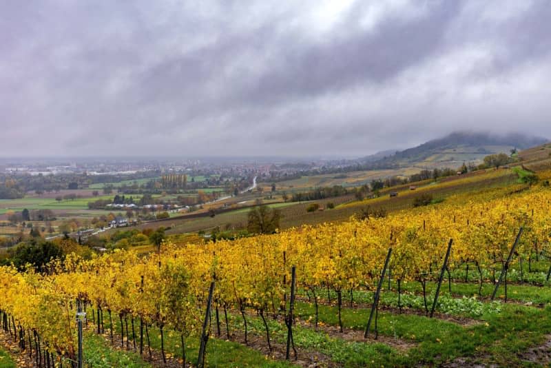 Dark clouds drift over the vineyards near Heppenheim. The very wet autumn in many places has led to the late sowing of arable crops in Germany, figures from the Federal Statistical Office, or Destatis, released on Friday showed. Sascha Lotz/dpa