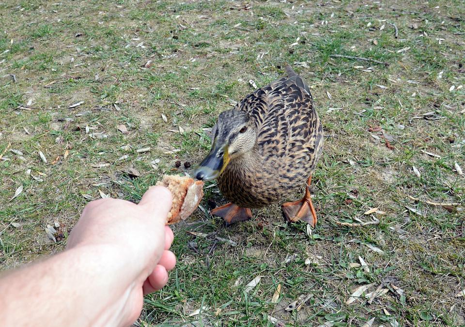 Enten mit Brot zu füttern, ist aus mehreren Gründen schädlich. (Bild: Getty Images)