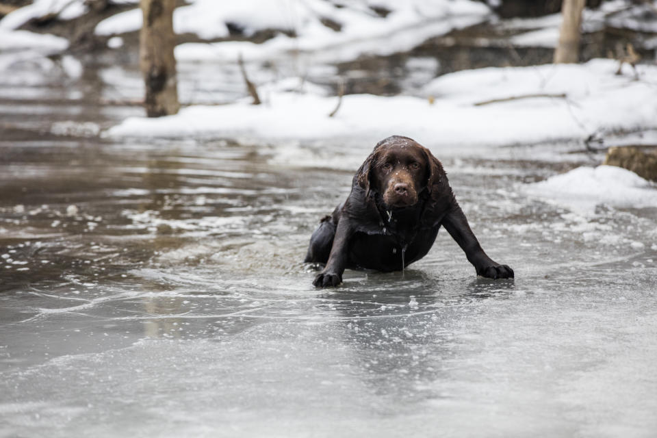 Portrait of wet Labrador retriever on frozen lake. Brown pet dog is sitting on ice during winter.