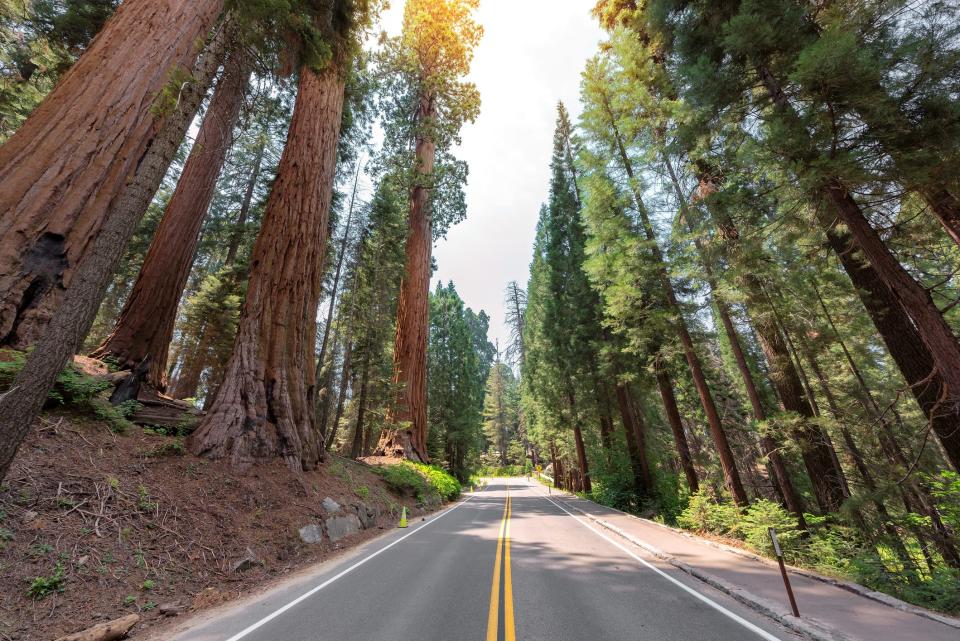 The Avenue of the Giants is pictured in Sequoia National Park.