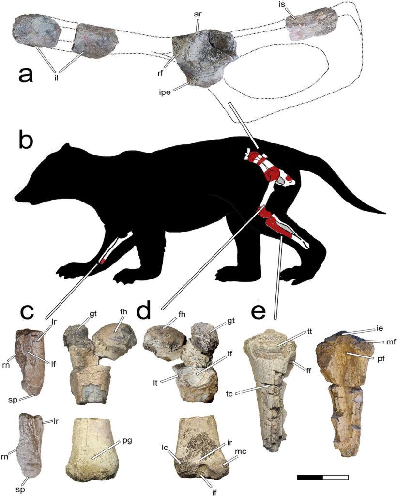 GPT 科學家們在巴塔哥尼亞挖掘出一種過去從未知曉的史前哺乳動物化石，被命名為Patagomaia chainko。這個新物種的化石包括股骨、脛骨和髖部骨骼，它們顯示該動物體型比同時期其他哺乳動物大很多。該物種可能和現代安地斯狐狸差不多大小，體重估計在2到25公斤之間，身長約1公尺，生活於大約7000萬年前。這項發現有助於我們更好地了解南半球中生代時期哺乳動物的演化。（圖／《科學報告》）