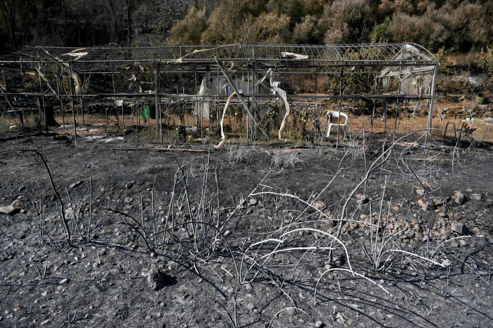 The remains of a green house and charred vegetable plants are pictured at a small farm near the village of Loutses (AFP via Getty Images)