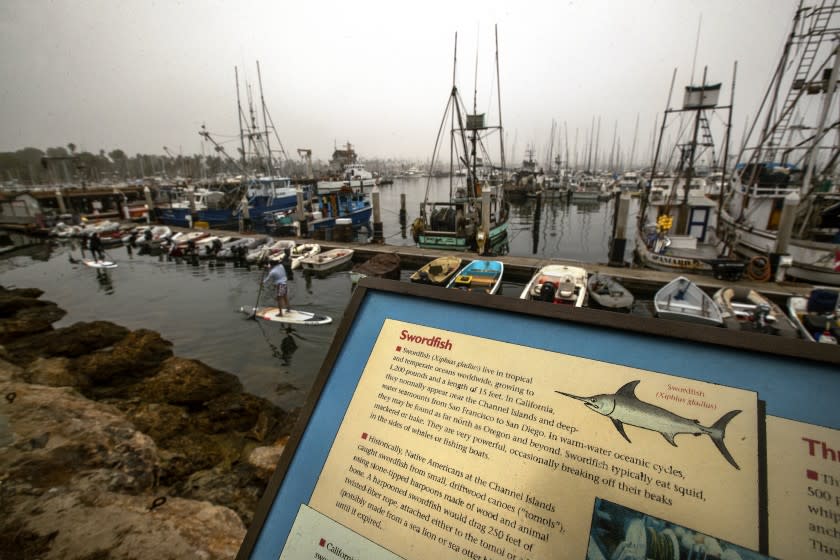 SANTA BARBARA, CA -SEPTEMBER 24, 2021: People paddle along on surfboards at Santa Barbara Harbor in Santa Barbara. Sign in foreground gives facts about swordfish including how big they get, growing to 1200 pounds and a length of 15 feet. In California, they normally appear near the Channel Islands and deep water seamounts from San Francisco to San Diego. (Mel Melcon / Los Angeles Times)