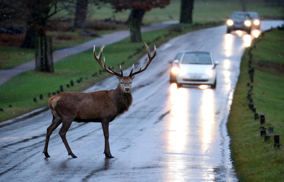 <p>Nahe des Richmond Parks in London hat sich ein Hirsch auf die Straße verirrt. Der ummauerte Park beherbergt ungefähr 650 Rot- und Damhirsche und ist für die Öffentlichkeit zugänglich. (Bild: REUTERS/Hannah McKay) </p>