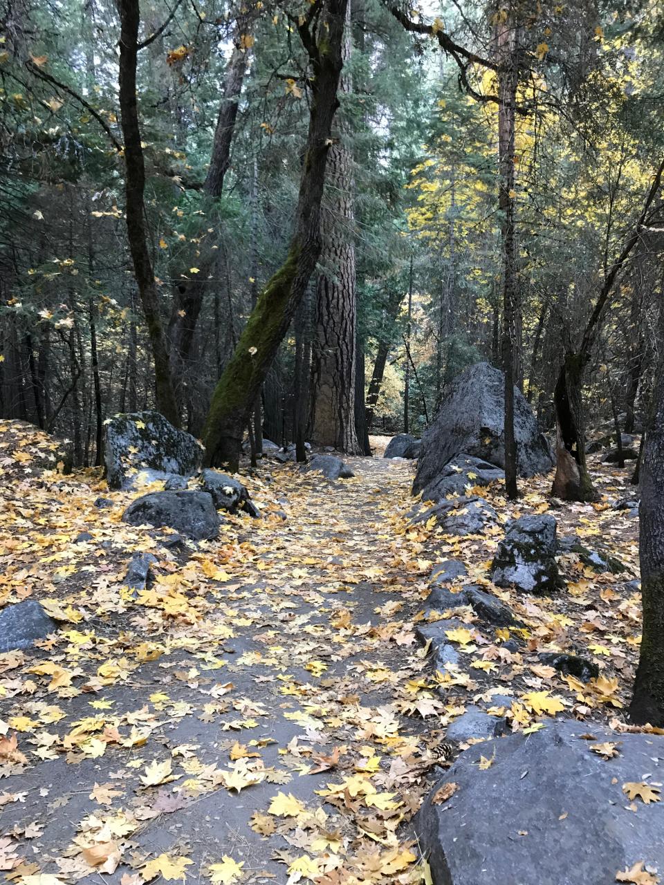 Trail in Yosemite National Park