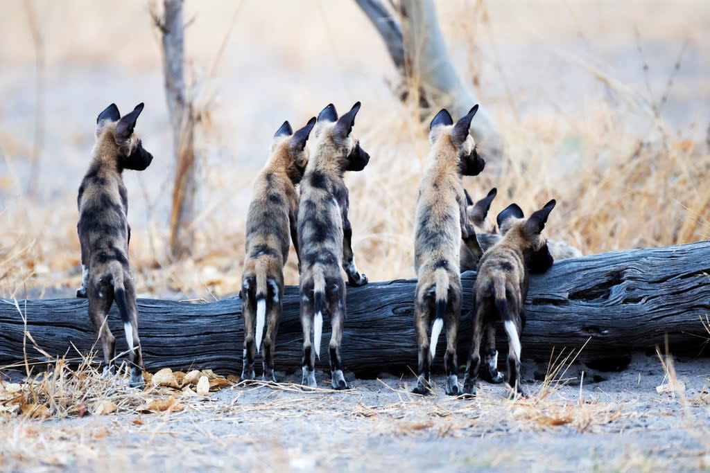 The dogs, pictured at Savuit, Chobe National Park, Botswana, are little understood by the public. Piper Mackay/Remembering African Wild Dogs