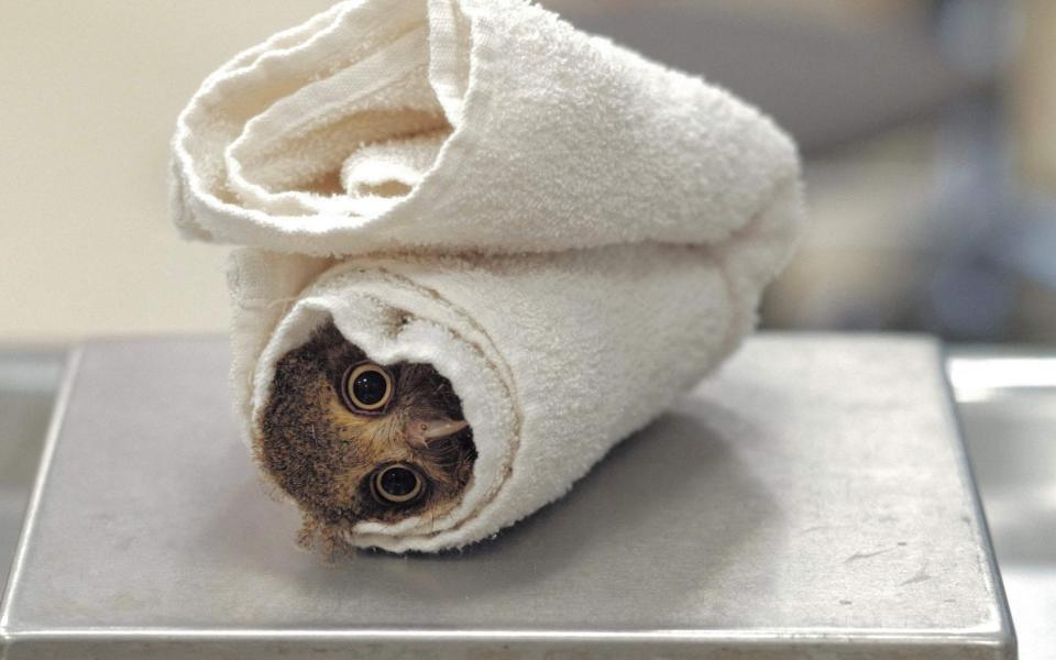 Not much longer! Baby owl looks terrified as it undergoes health check - SAM YEH /AFP