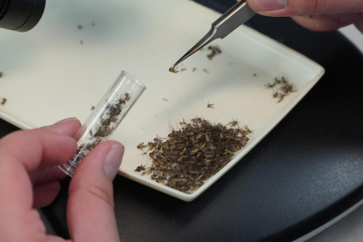 A lab worker examines trapped mosquitoes for signs of West Nile Virus and other diseases at the Orange County Mosquito and Vector Control District laboratory in Garden Grove, Calif., on June 27, 2023. (AP Photo/Eugene Garcia)