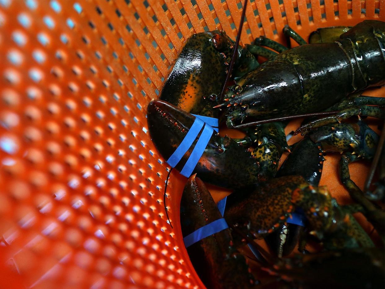 Thousands have signed a petition for lobsters to be protected by law: Getty