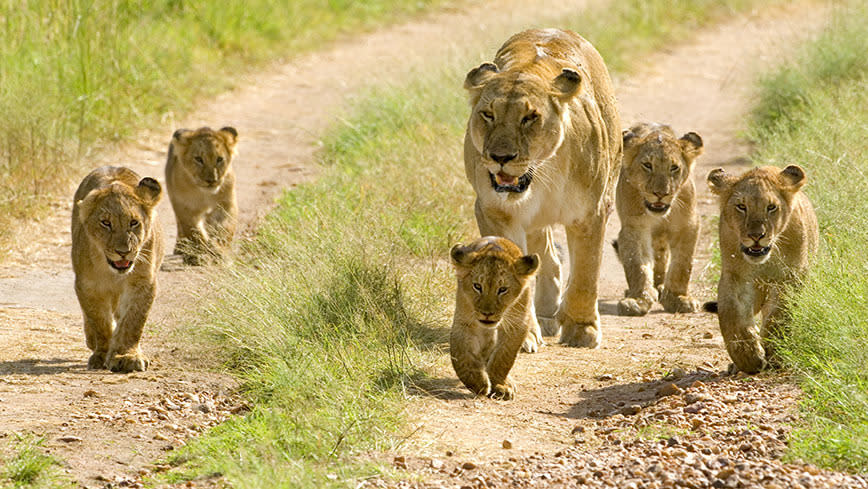 Some lions just going about their business. Photo: iStock