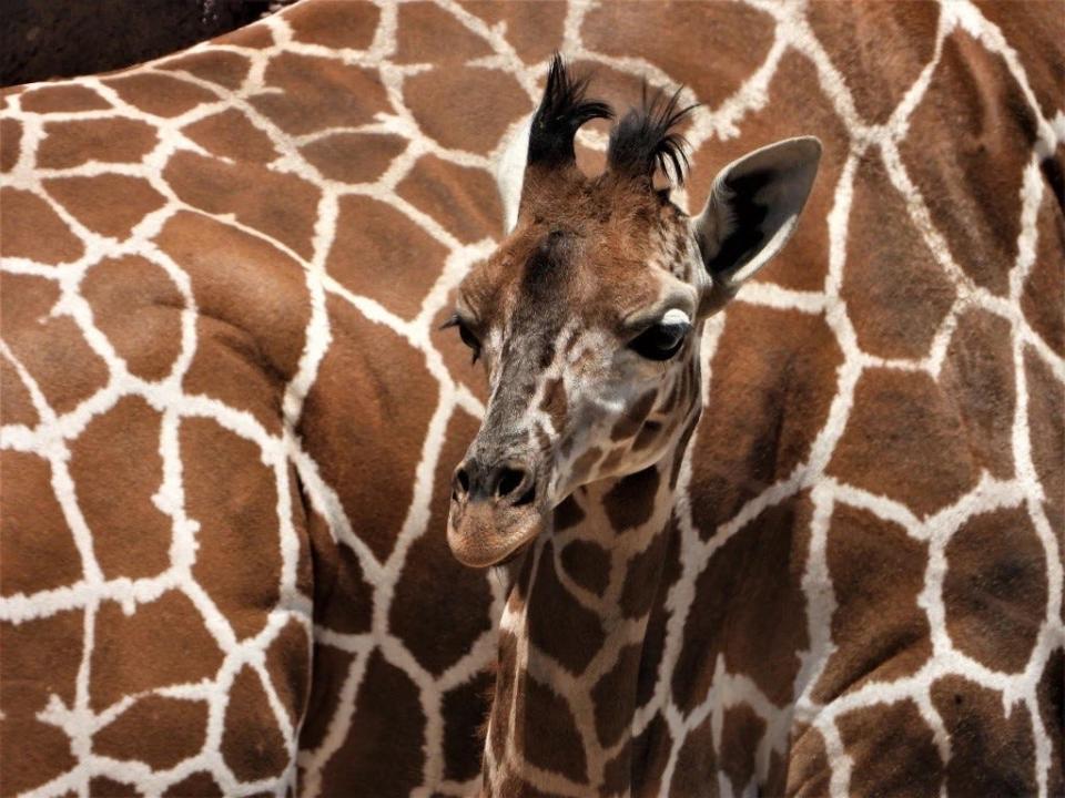 Obi, the 3-month-old giraffe, is ready for visitors at the El Paso Zoo. It is the first giraffe born at the zoo in its history.