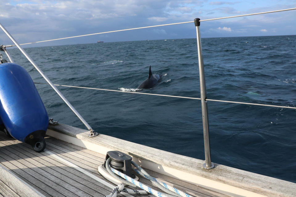 British yacht crew attacked by pod of 30 killer whales