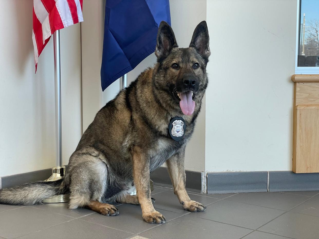 Heiko, Marysville's first police dog, on Jan. 31, 2023. Heiko is retiring after seven years of service.