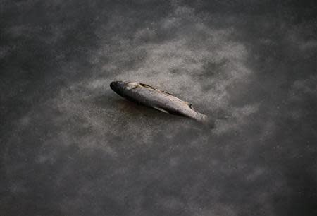 A fish whose tail is stuck in a partially frozen fish farm is seen near an abandoned steel mill of Qingquan Steel Group in Qianying township, Hebei province February 18, 2014. REUTERS/Petar Kujundzic