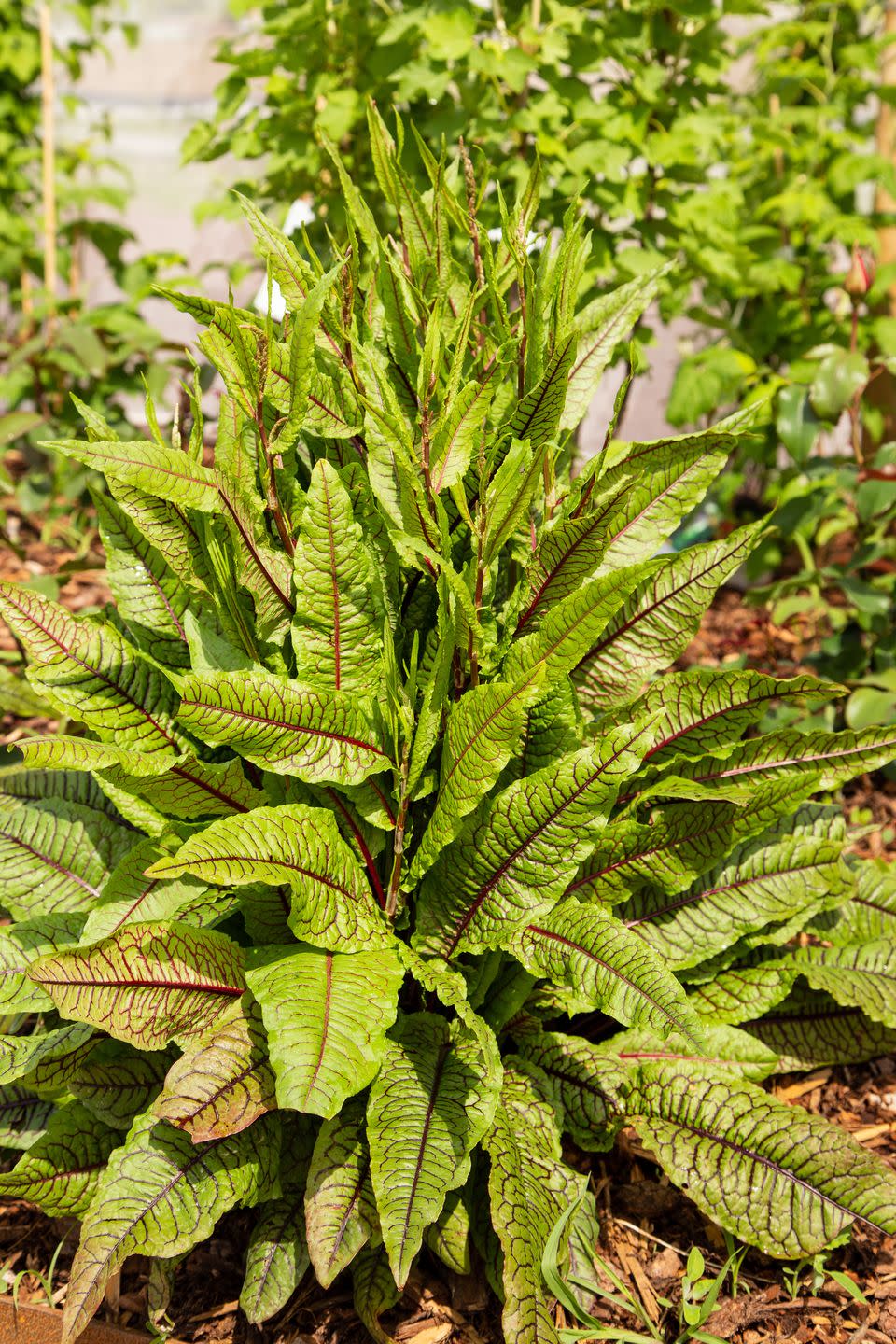 fresh sorrel leaves in the garden