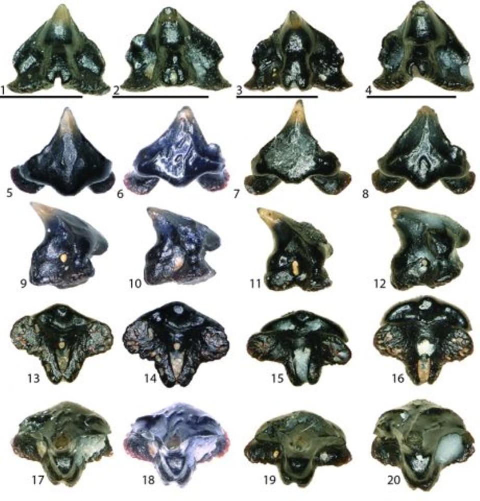 Galagadon nordquistae teeth