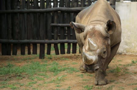 A black rhinoceros, that was shipped to Rwanda from Zoo Safari Park Dvur Kralove in the Czech Republic, walks inside its pen at the Akagera National Park
