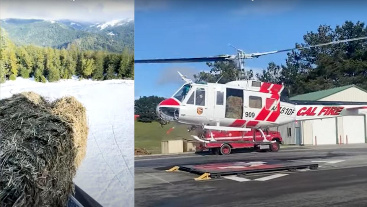CAL FIRE and US Coast Guard helicopters were used to drop off hay to cattle stranded in the snow.