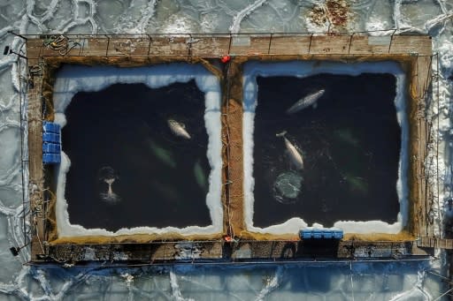 Global outcry followed when pictures were published of the whales struggling to swim through ice-encrusted waters in cramped enclosures