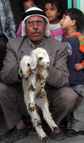 A Palestinian farmer holds a two-headed
