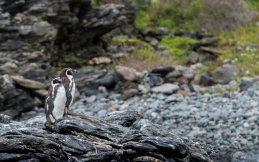 Humbolt penguins (Spheniscus humboldti) are a threatened species that nest only in Chile and Peru