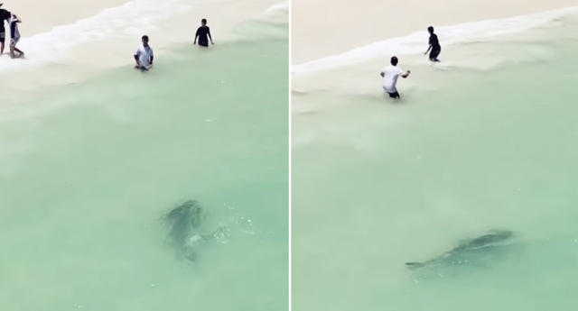 Children run from water as tiger shark stalks busy Perth beach