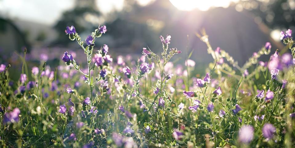 a field of purple flowers in the early morning light with tents in the background