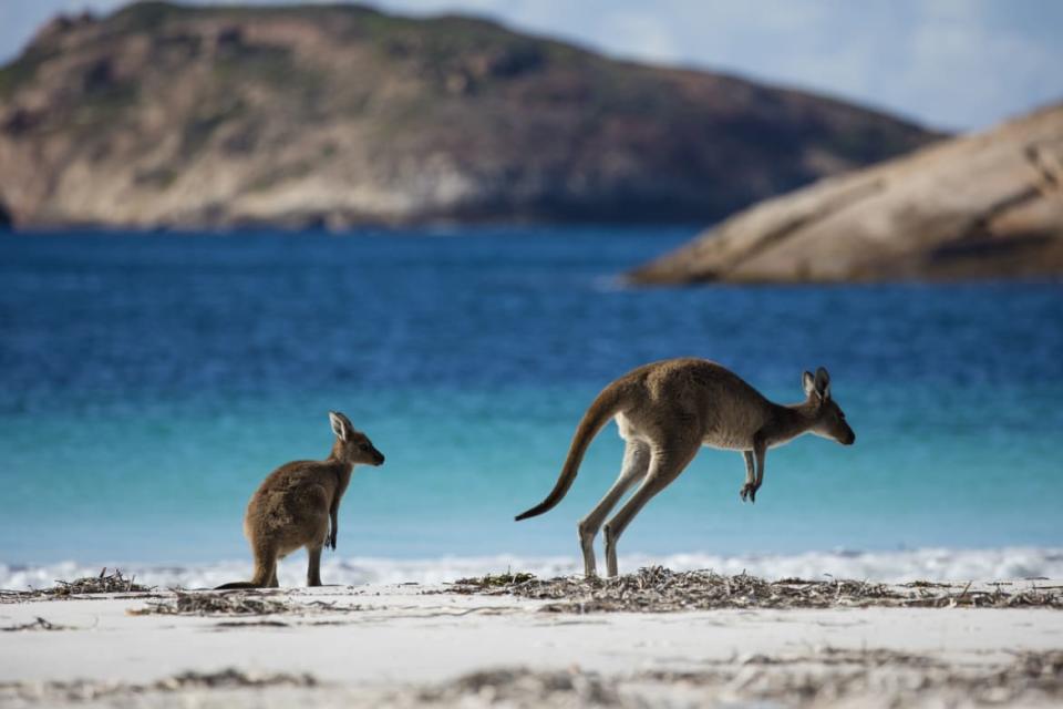 <div class="inline-image__caption"><p>Kangaroos at Lucky Bay, Cape La Grand National Park </p></div> <div class="inline-image__credit">Tourism Western Australia </div>