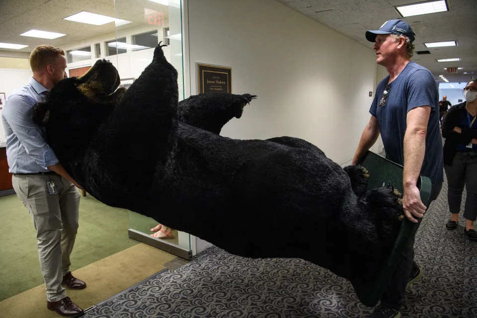 Aides to US Democratic Senator from New Hampshire Jeanne Shaheen bring Kodak the Bear to her office as part of the annual Experience New Hampshire event at the US Senate in Washington, DC, on June 7, 2022. (Photo by Nicholas Kamm / AFP)