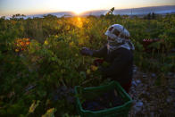In this Saturday Sept. 8, 2018 photo, a Syrian woman harvests Syrah grapes, which will be crushed, fermented and after triple distillation will become Lebanon's national alcoholic drink, arak, in the village of Ammik, east Lebanon. The anise-tinged arak, is surrounded by ritual -- from its distilling down to the moment when it’s mixed, turning milky white in water, and drunk over long, lingering meals. (AP Photo/Hussein Malla) (AP Photo/Hussein Malla)