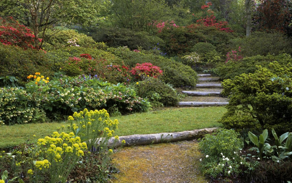 A path through the woods at Knightshayes Court, flanked by euphorbia, wood anemone and hellebore