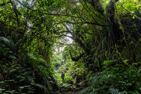 Virunga National Park has been closed to tourists until further notice - Credit: Getty Images Europe/Brent Stirton