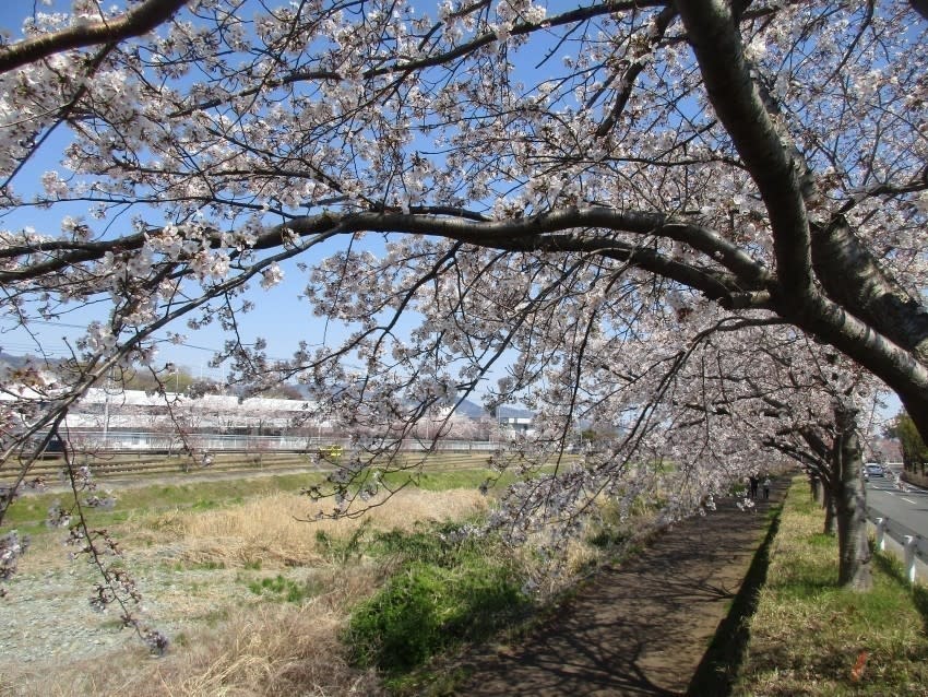 20190409_kasori_10