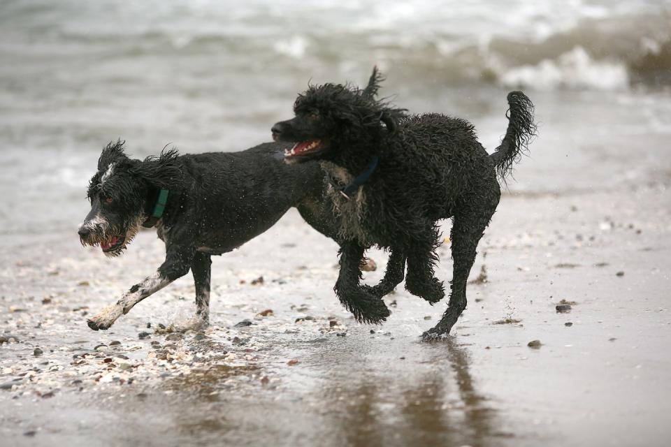 American Water Spaniel