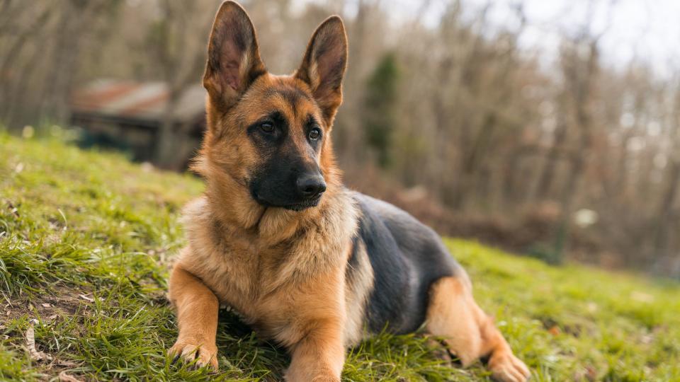 German shepherd sitting on the grass