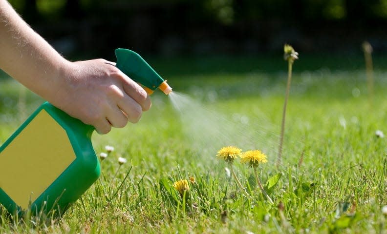 spraying weed killer on dandelion