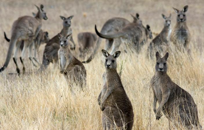 groupe de kangourous