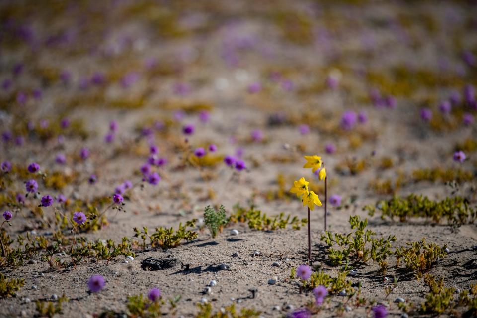 <p>En la imagen, varias flores crecen en el desierto de Atacama de Chile, a unos 600 kilómetros al norte de la capital del país sudamericano. Se trata de un extraño fenómeno que sucede cada cierto tiempo en este lugar, uno de los más áridos del mundo. (Foto: Martin Bernetti / AFP / Getty Images).</p> 