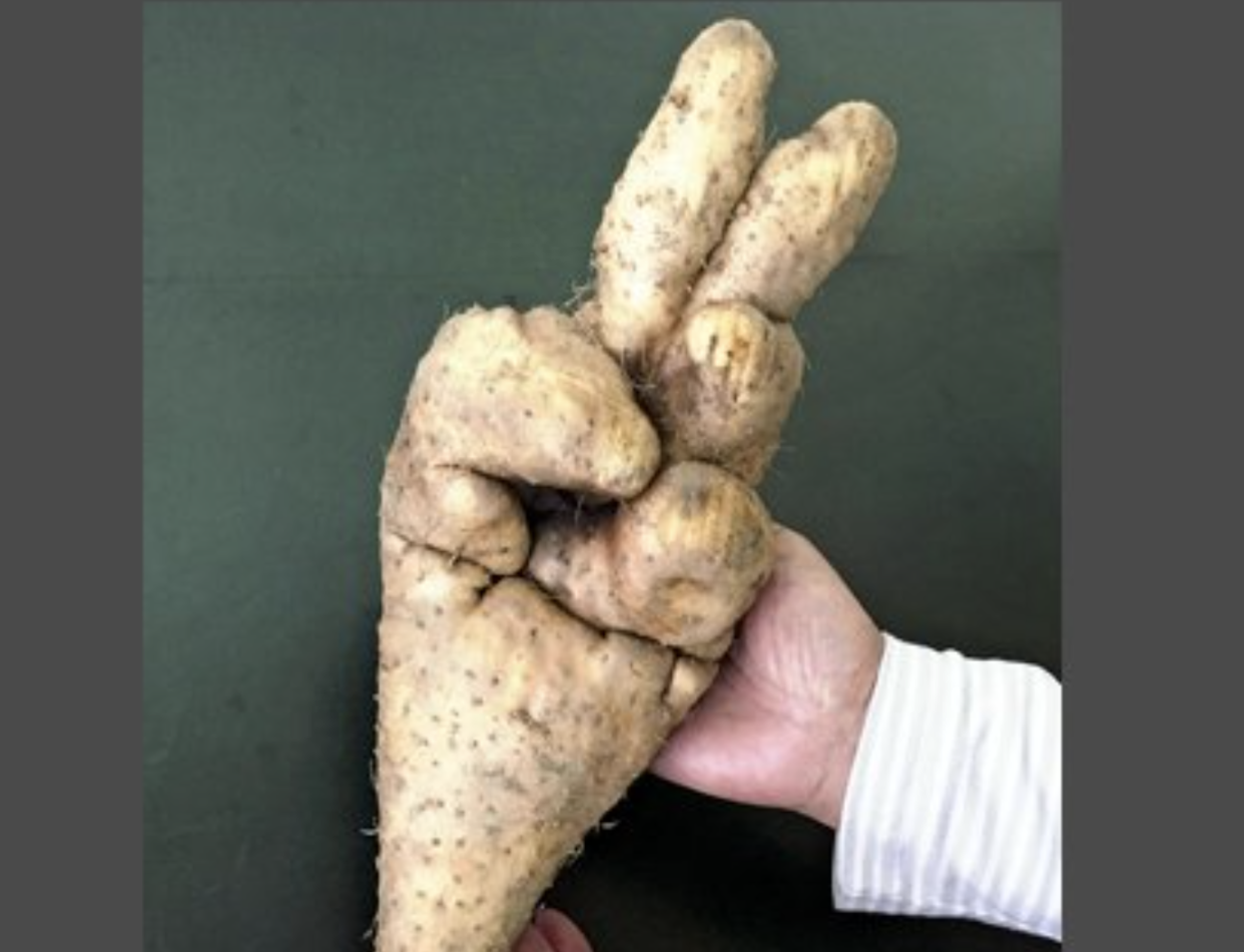 A yam grown by 73-year-old farmer Shigeo Takagi from Kogami in Kawamata town, Fukushima prefecture, Japan, naturally took the shape of a V-shaped peace hand sign.