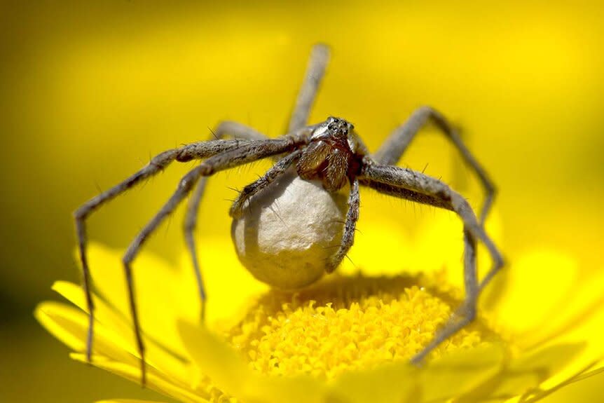 Wolf Spider carrying silk ball with eggs on a yellow flower