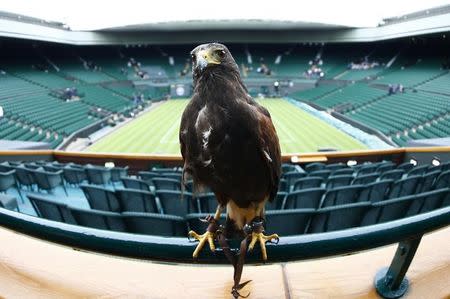 Rufus, a Harris Hawk used at the Wimbledon Tennis Championships to scare away pigeons, sits on a railing on Centre Court in London June 24, 2013. REUTERS/Eddie Keogh/Files